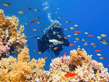 Snorkeling Day Trip to White Island and Ras Mohamed from Sharm