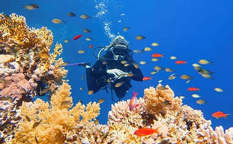 Snorkeling Day Trip to White Island and Ras Mohamed from Sharm