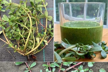 Private Herbal Tour and Dinner at Rick's Cafe in Jamaica