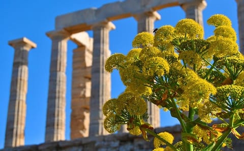Private Full-Day Tour of Athens and Temple of Poseidon