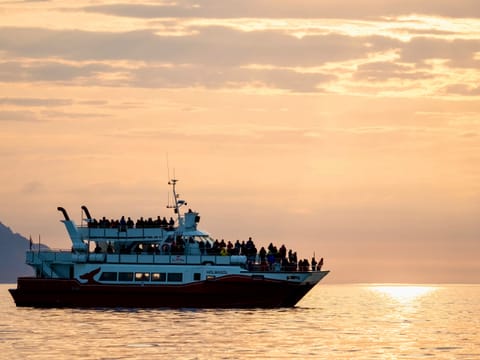 Akureyri Classic Whales in the Midnight Sun, photo 3
