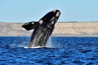 Whales and Sea lions watching at Peninsula de Valdes - PUERTO MADRYN 3