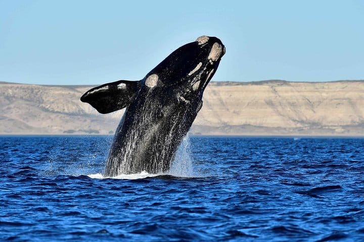 Whales and Sea lions watching at Peninsula de Valdes - PUERTO MADRYN 3
