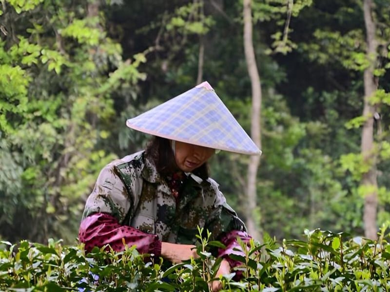 Hangzhou West Lake Hiking Day Trip Jiuxi and Longjing Village