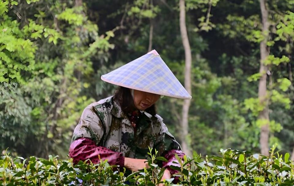 Hiking Day Trip at Hangzhou's West Lake and Longjing Village