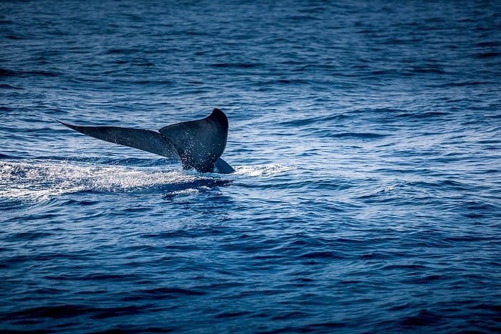 8 Days Classic Tour Sri Lanka