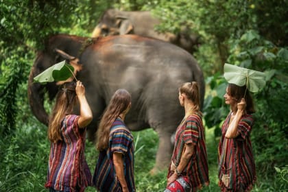 Phuket: Walk With Elephants Experience