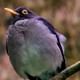 white-throated Thrush Cloud Forest hanging Bridges tour