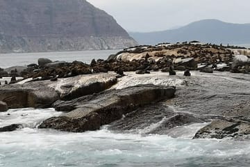 Private Tour of Cape of Good Hope, Penguins, and Kirstenbosch