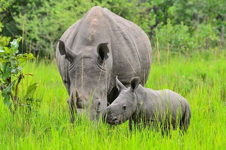 Gorilla & Chimpanzee Trekking, Wildlife Safari in Uganda’s National Parks