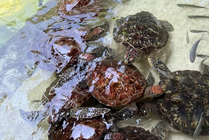 Explore Stone Town and Jozani Forest with Turtles Zanzibar