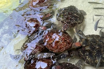 Swim with Sea Turtles at The Lagoons Zanzibar