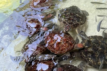 Swim with Sea Turtles at The Lagoons Zanzibar