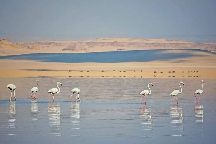 Cairo Fayoum Oasis Pottery Art Magic Lake and Dune Thrills