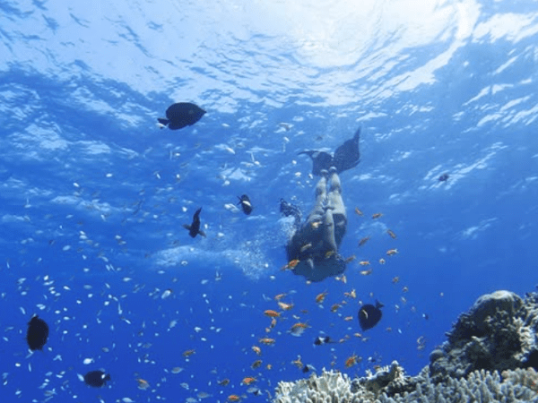 Red Sea Island Escape: Snorkeling & Beach Adventure