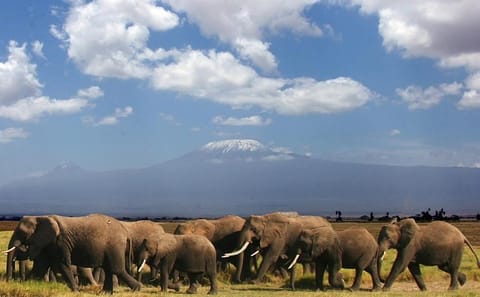 3-Day Private Amboseli Safari with Maasai Village Visit from Mombasa