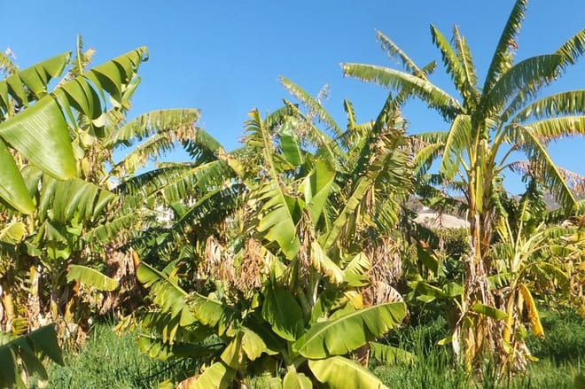 Tropical hike by MALAGA ACTIVA TOURS