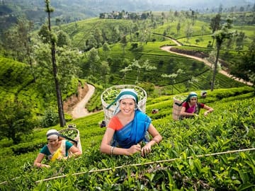 Tea plantation