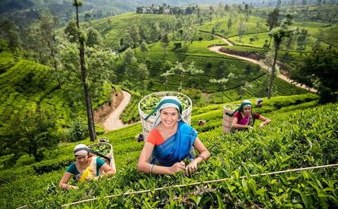 Nuwara Eliya Day Tour with Tea Factory and Botanical Gardens