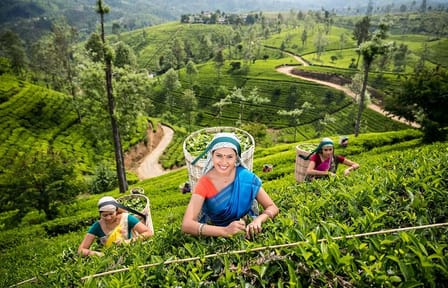 Nuwara Eliya Day Tour with Tea Factory and Botanical Gardens