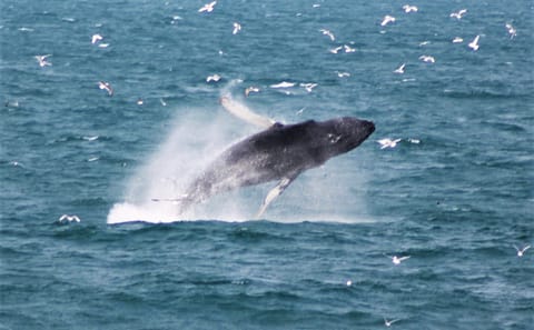 Whale Watching Tour and Whales of Iceland Exhibition in Reykjavik