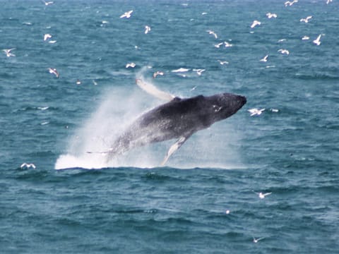 Humpback whale surfacing and exhaling in the ocean near Reykjavík, Iceland
