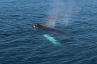 Whale surfacing beside a whale watching boat near Reykjavík