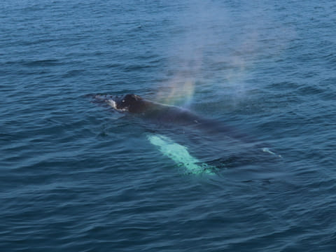Whale surfacing beside a whale watching boat near Reykjavík