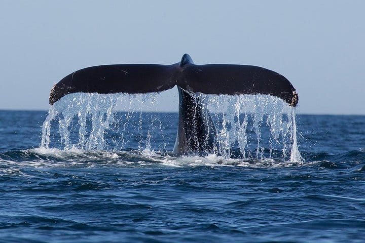 Giant Loop Cruise Mirissa
