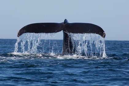 Giant Loop Cruise Mirissa