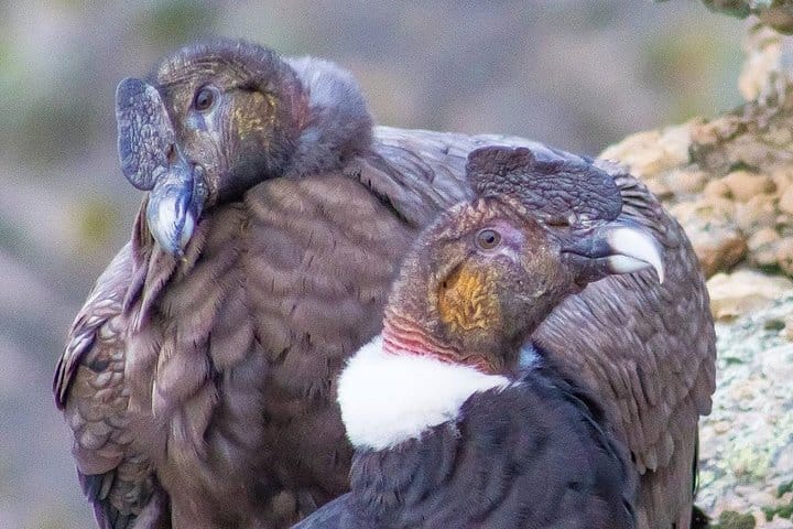 4-Day Atacama Desert Experience with Hotel, Tours & Meals