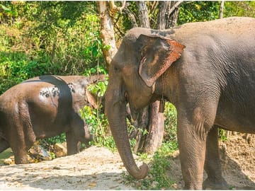 Inthanon Heaven Trail(Living Green Elephant Sanctuary)
