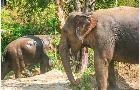 Inthanon Heaven Trail(Living Green Elephant Sanctuary)