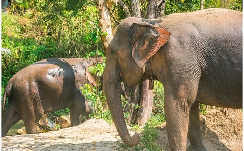 Inthanon Heaven Trail Tour with Living Green Elephant Sanctuary Visit in Chiang