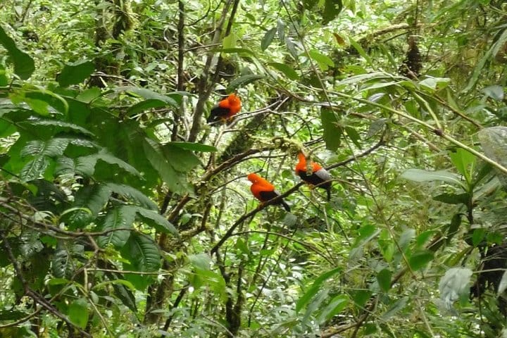 3-Day Manu National Park Tour from Cusco 5