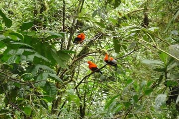 3-Day Wildlife and Adventure Tour in Manu National Park, Peru