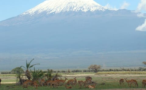 1-Day Amboseli National Park Safari with Mt Kilimanjaro Views