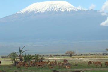 1-Day Amboseli National Park Safari with Mt Kilimanjaro Views