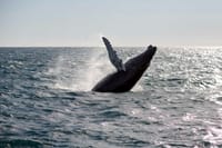 Humpback whale jumping out of the ocean during a whale watching tour in Iceland