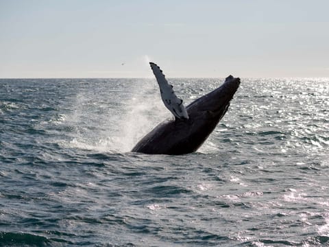 Whale Watching tour from Reykjavik