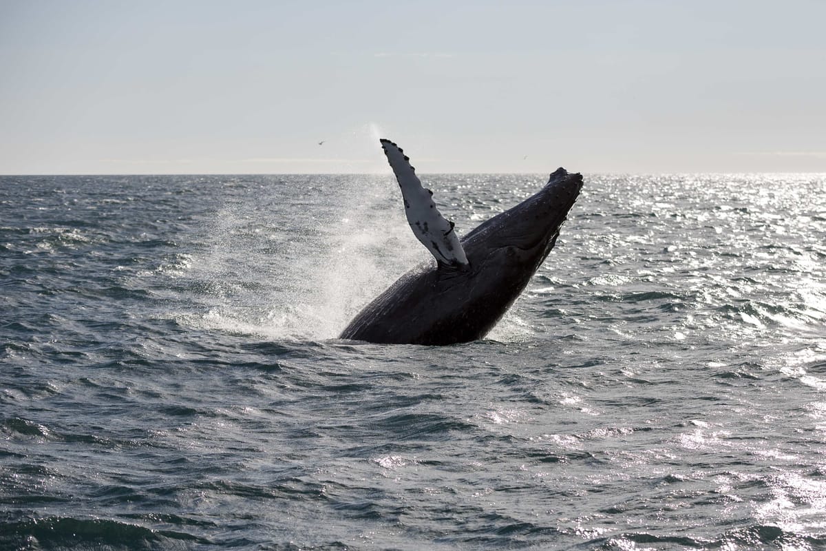 Humpback whale jumping out of the ocean during a whale watching tour in Iceland