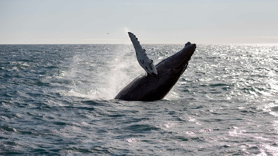 Best Whale Watching Tour in Iceland (2026): 5 Picks
