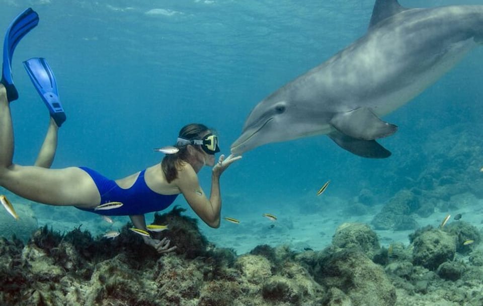 Snorkeling Adventure with Dolphins in Samadai, Marsa Alam