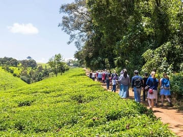 Kiambethu Tea Farm Tour with Lunch from Nairobi