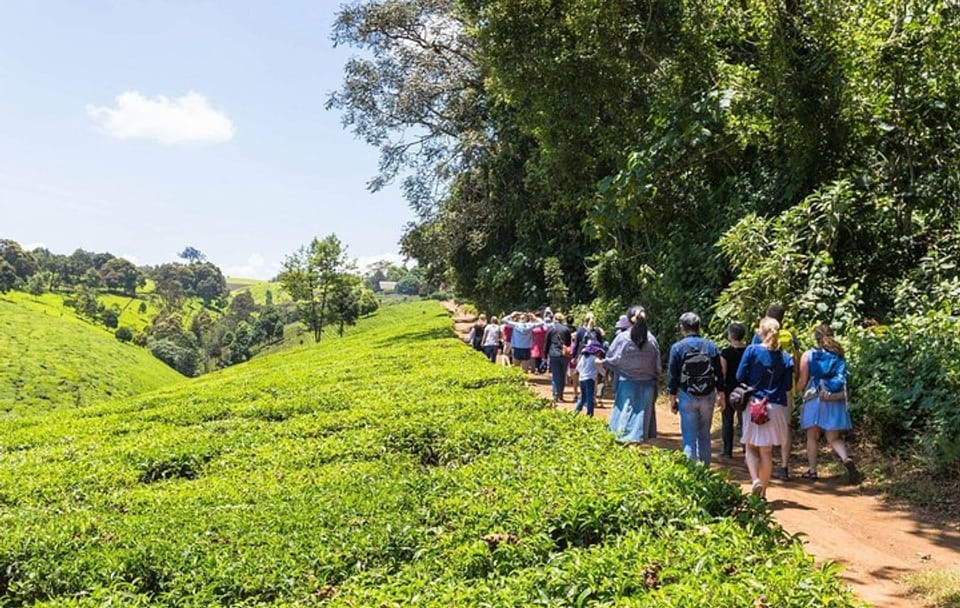 Kiambethu Tea Farm Tour with Lunch from Nairobi