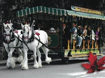 Stanley park Horse Drawn Carriage