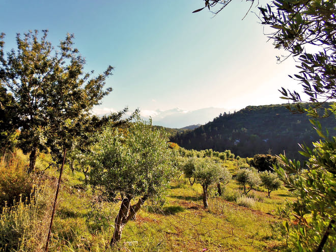 Private Tour - Douliana and Almyrida Nature Walk 7