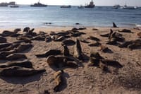 Galapagos Fauna
