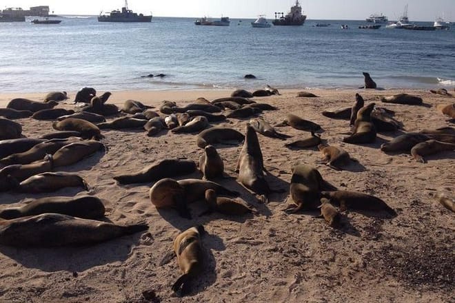 Galapagos Fauna
