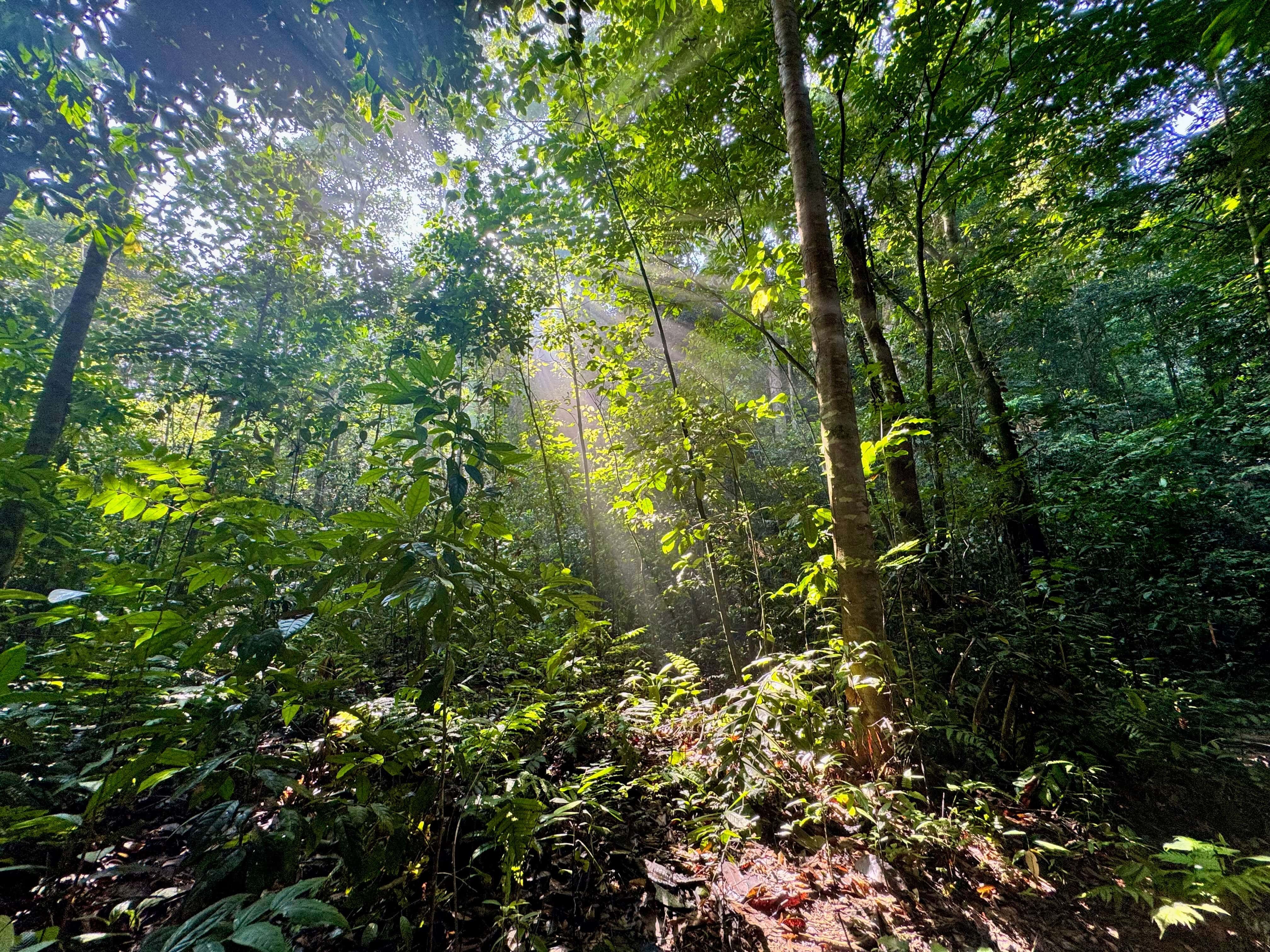 Sunbeams pierce through a dense, lush green Malaysian rainforest canopy, illuminating undergrowth. Scenic jungle trail image for JomHiking